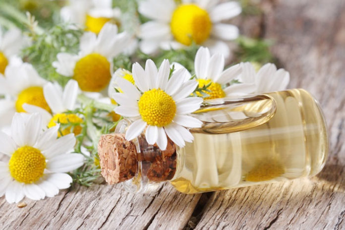 Chamomile Oil For Hair