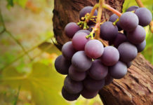 Benefits Of Black Grapes