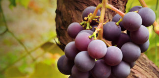 Benefits Of Black Grapes