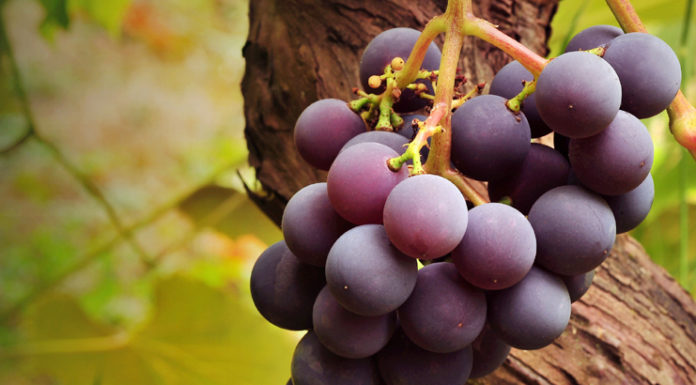 Benefits Of Black Grapes