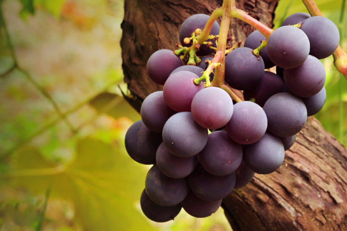 Benefits Of Black Grapes