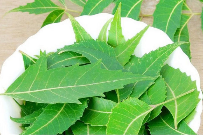 Benefits of Neem Leaves