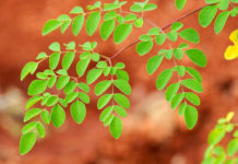 Benefits-of-Moringa-leaves