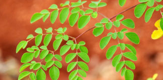 Benefits-of-Moringa-leaves