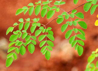 Benefits-of-Moringa-leaves
