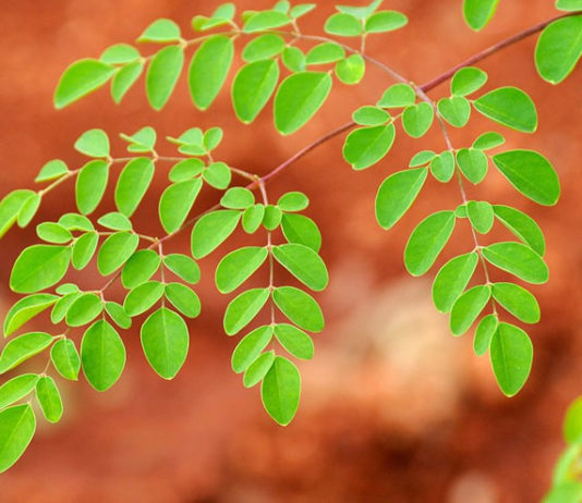 Benefits-of-Moringa-leaves