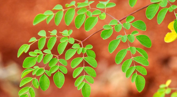 Benefits-of-Moringa-leaves
