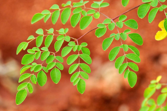 Benefits-of-Moringa-leaves