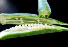 Health Benefits Of Okra