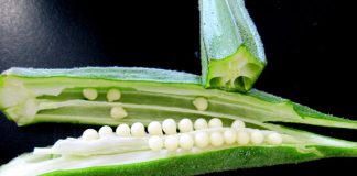 Health Benefits Of Okra