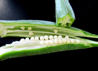 Health Benefits Of Okra