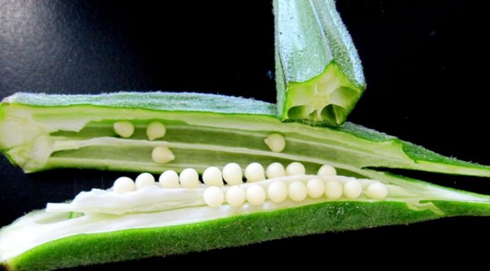 Health Benefits Of Okra