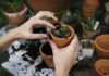 Gardening tips