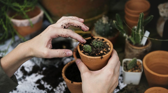 Gardening tips