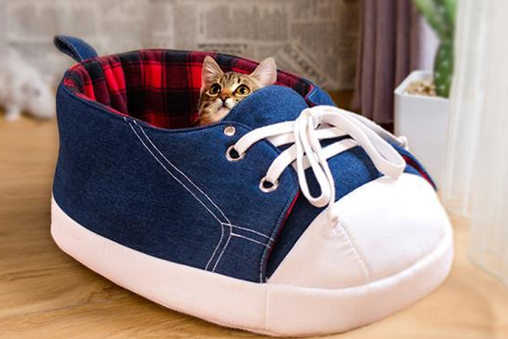 Shoe-cat-cave