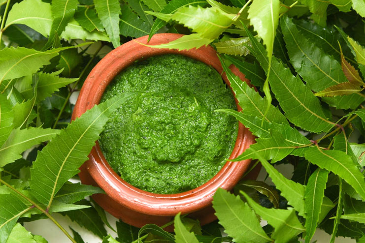 Neem Leaves