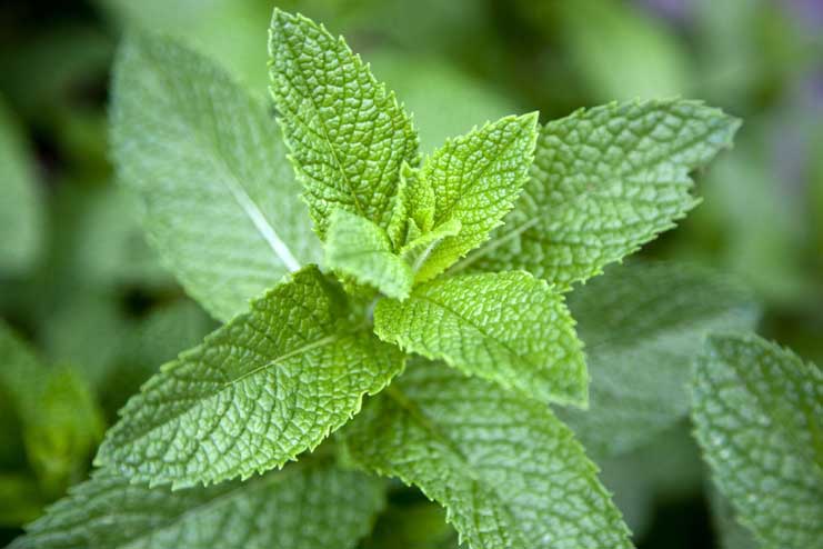 Mint-Leaves