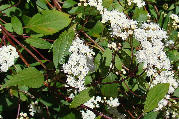 Remedy for Toenail Fungus : Snakeroot Extract