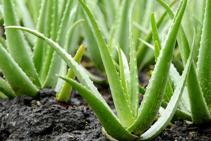 Aloe-vera