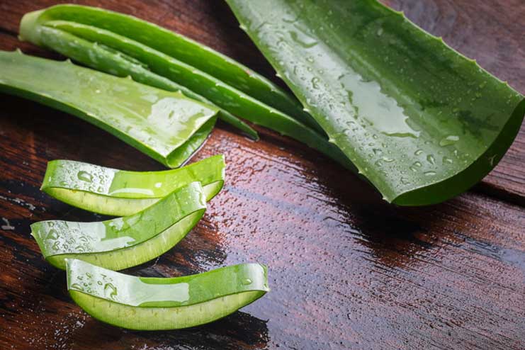 Aloe Vera Remedies to Increase your Breast Size