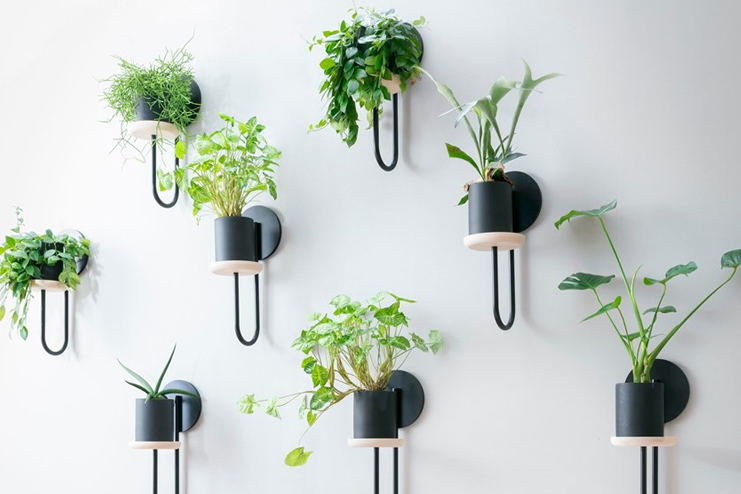 Houseplants-on-wall