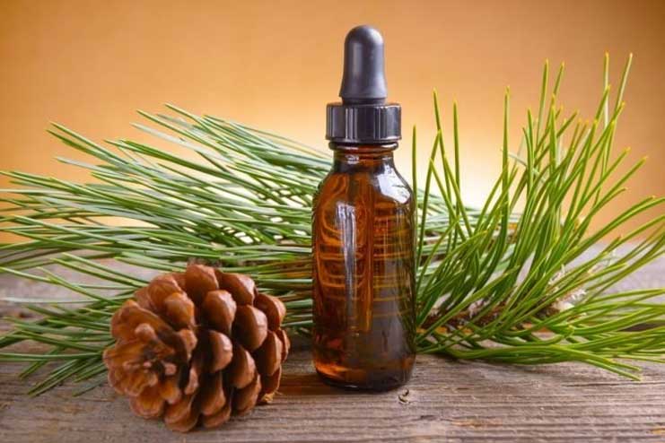 Pine-Essential-Oil