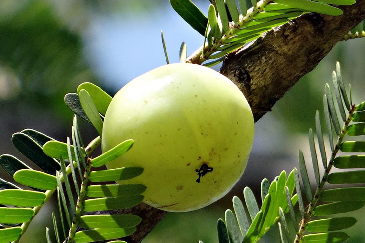 Amla