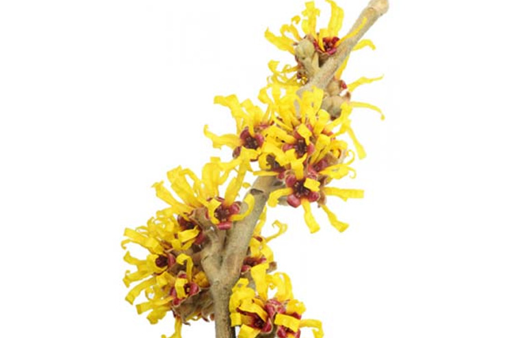 Witch-hazel