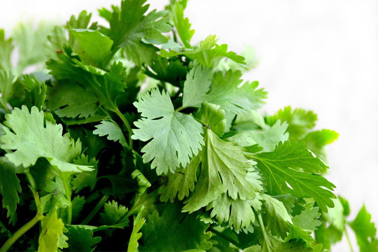 Coriander-leaves