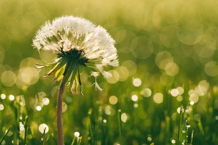 Dandelions