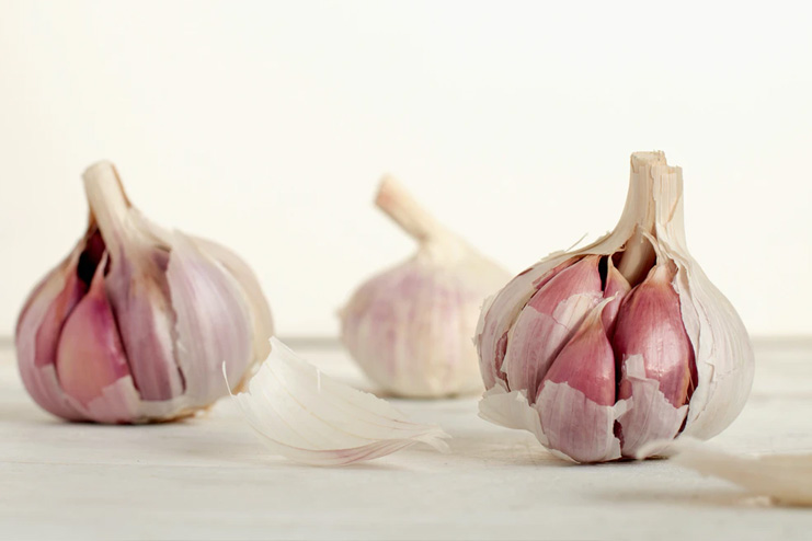 Garlic