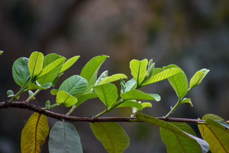 Guava-leaves