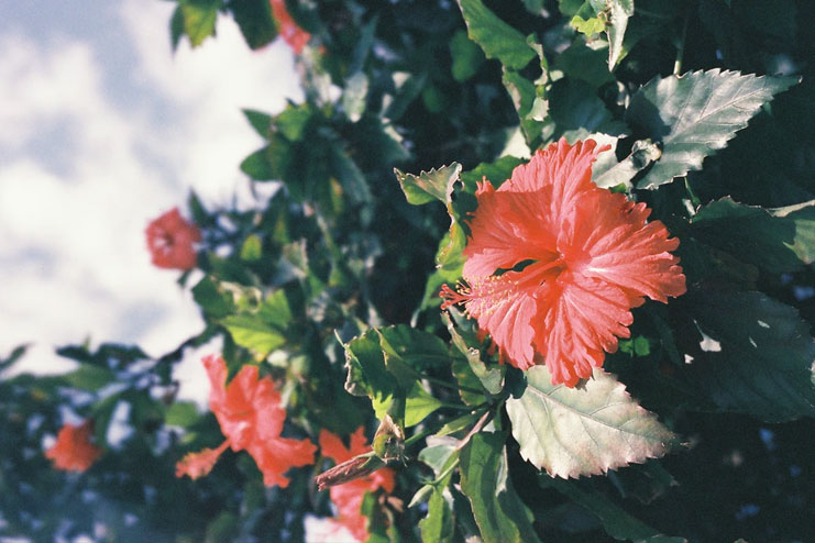 Hibiscus