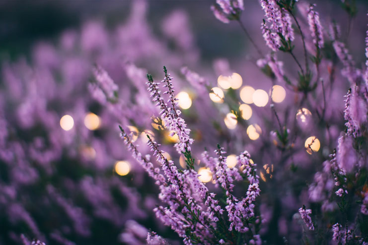 Lavender