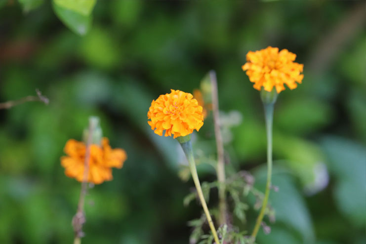 Marigolds