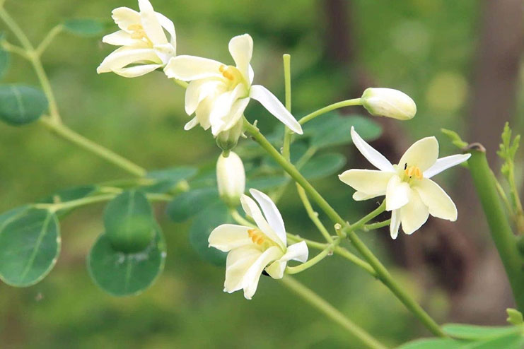 Moringa-flower