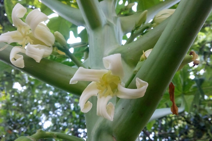 Papaya-flower