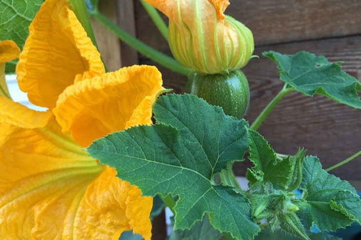 Pumpkin-flower