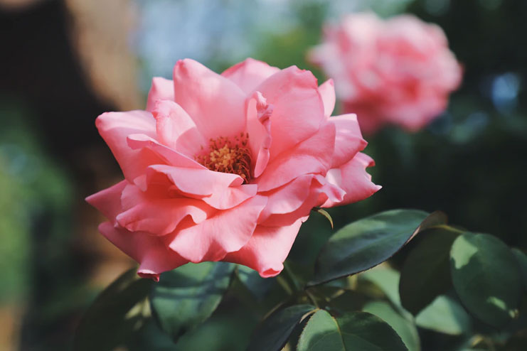 Rose-petals