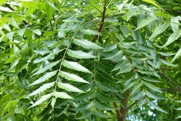 Neem-leaves