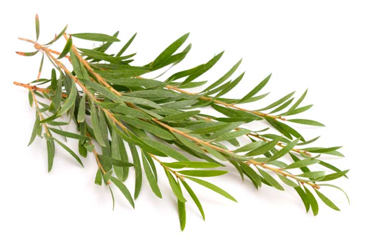 Tea-tree-oil