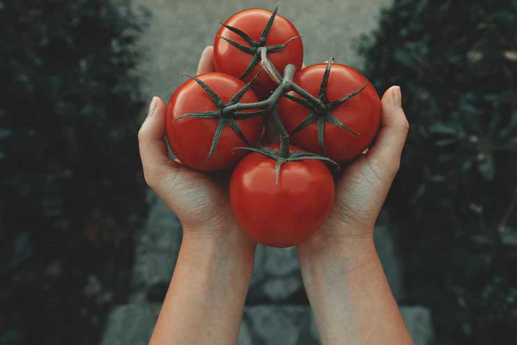 Tomatoes