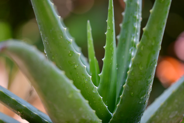 Aloe-vera