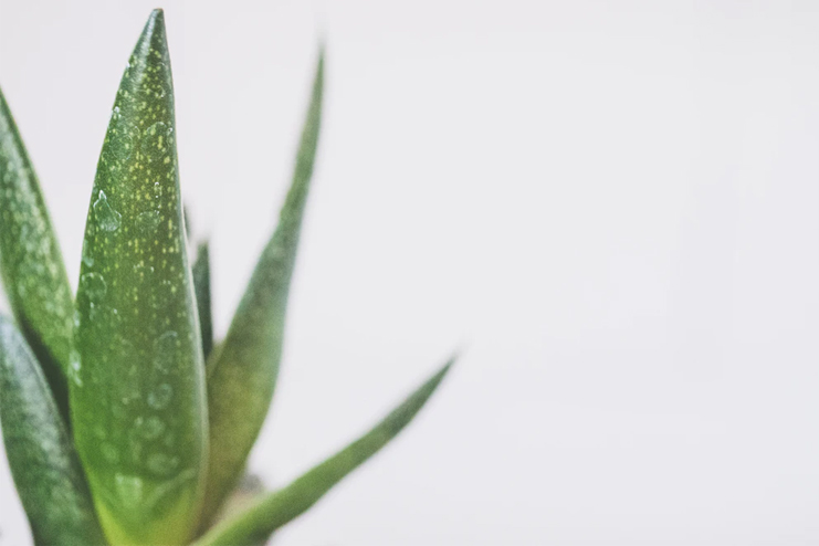 Hair-gel-with-aloe-vera-gel