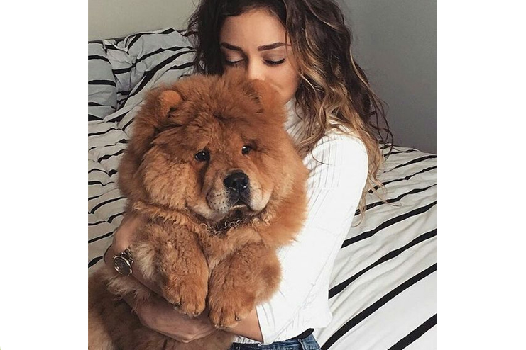 Chow-chow