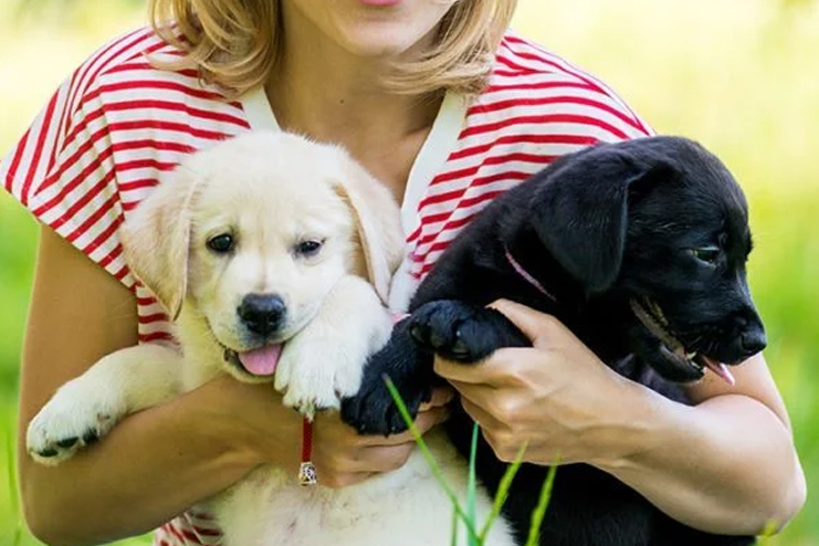 Labrador-Retrievers