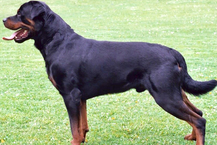 Rottweiler