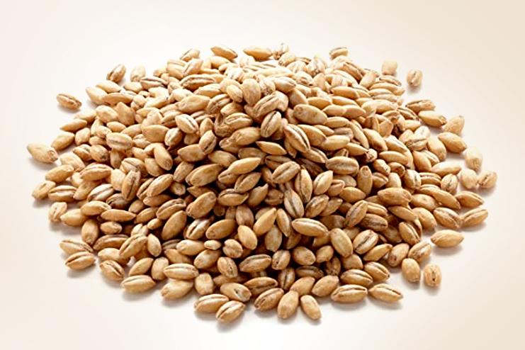 Barley