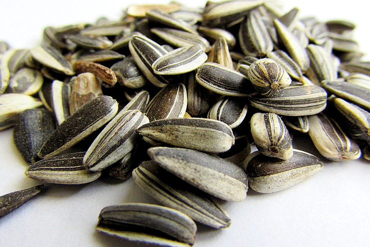 Sunflower-seeds