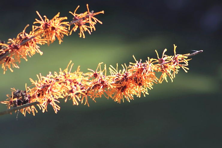 Witch-hazel